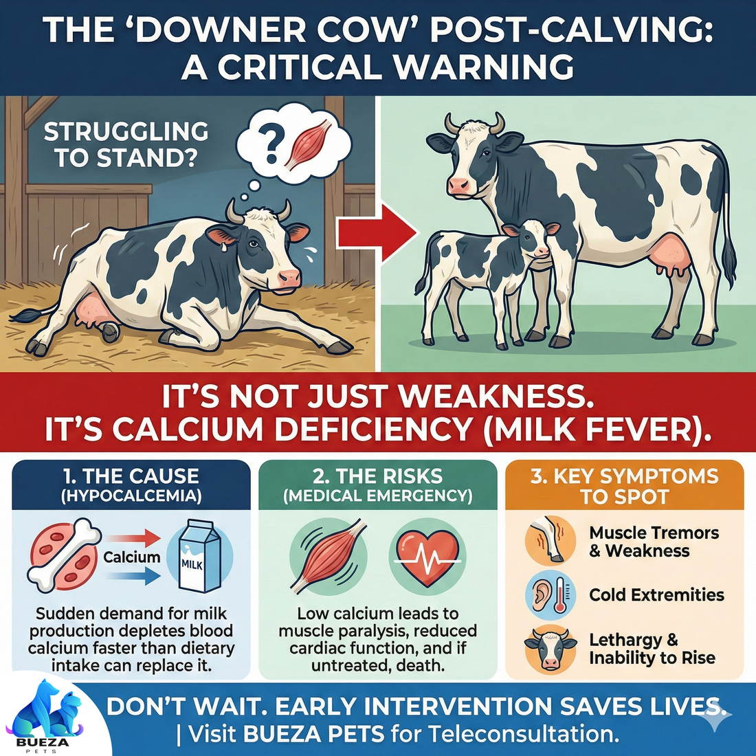 Cow Won’t Stand Up? Understanding Milk Fever (Hypocalcemia)