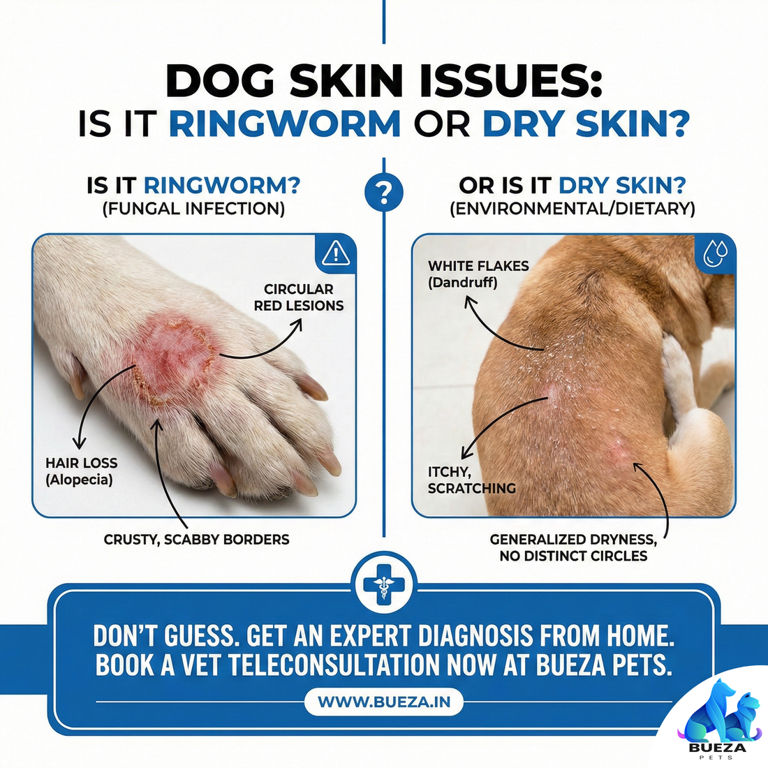 Can humans get ringworm from dogs