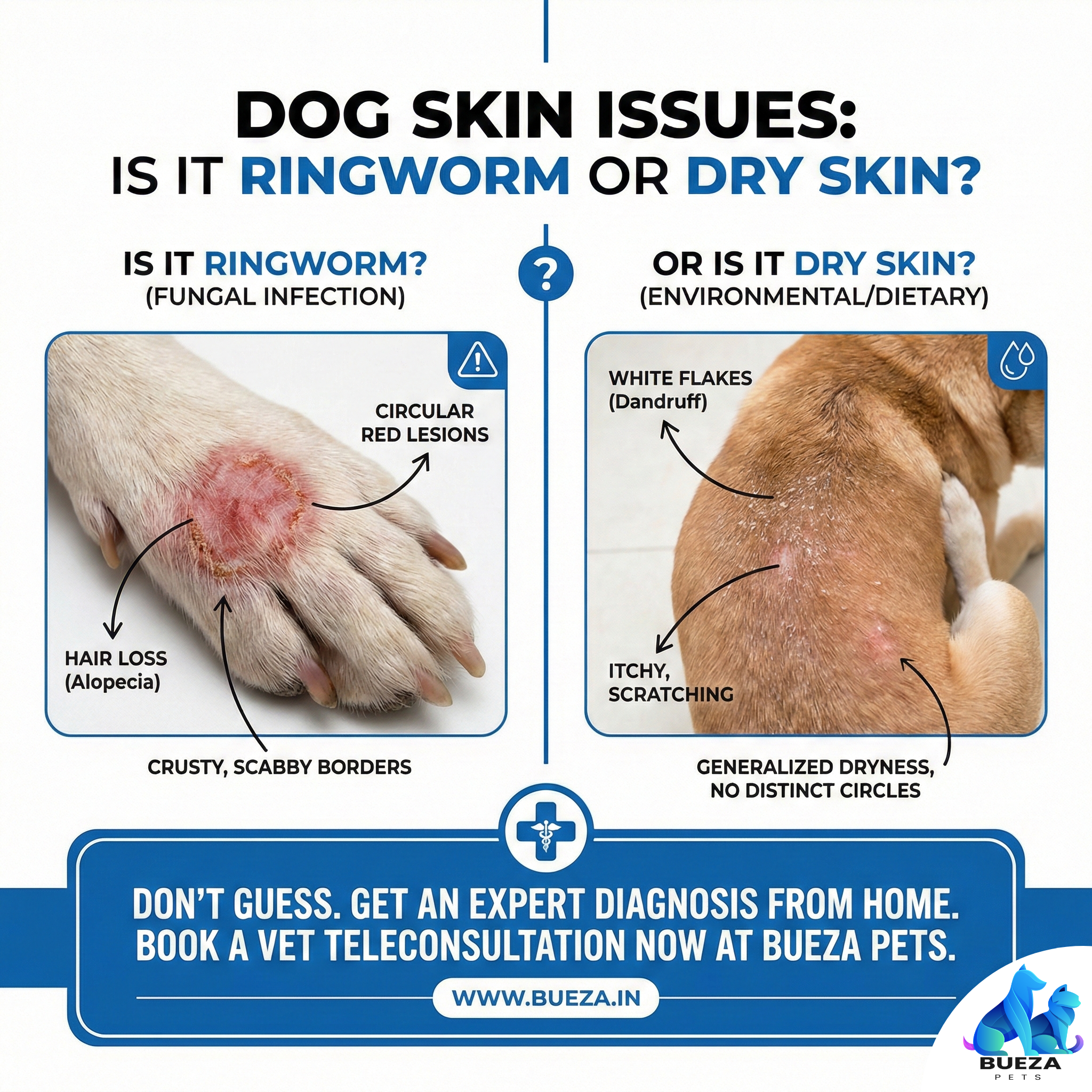 Can humans get ringworm from dogs