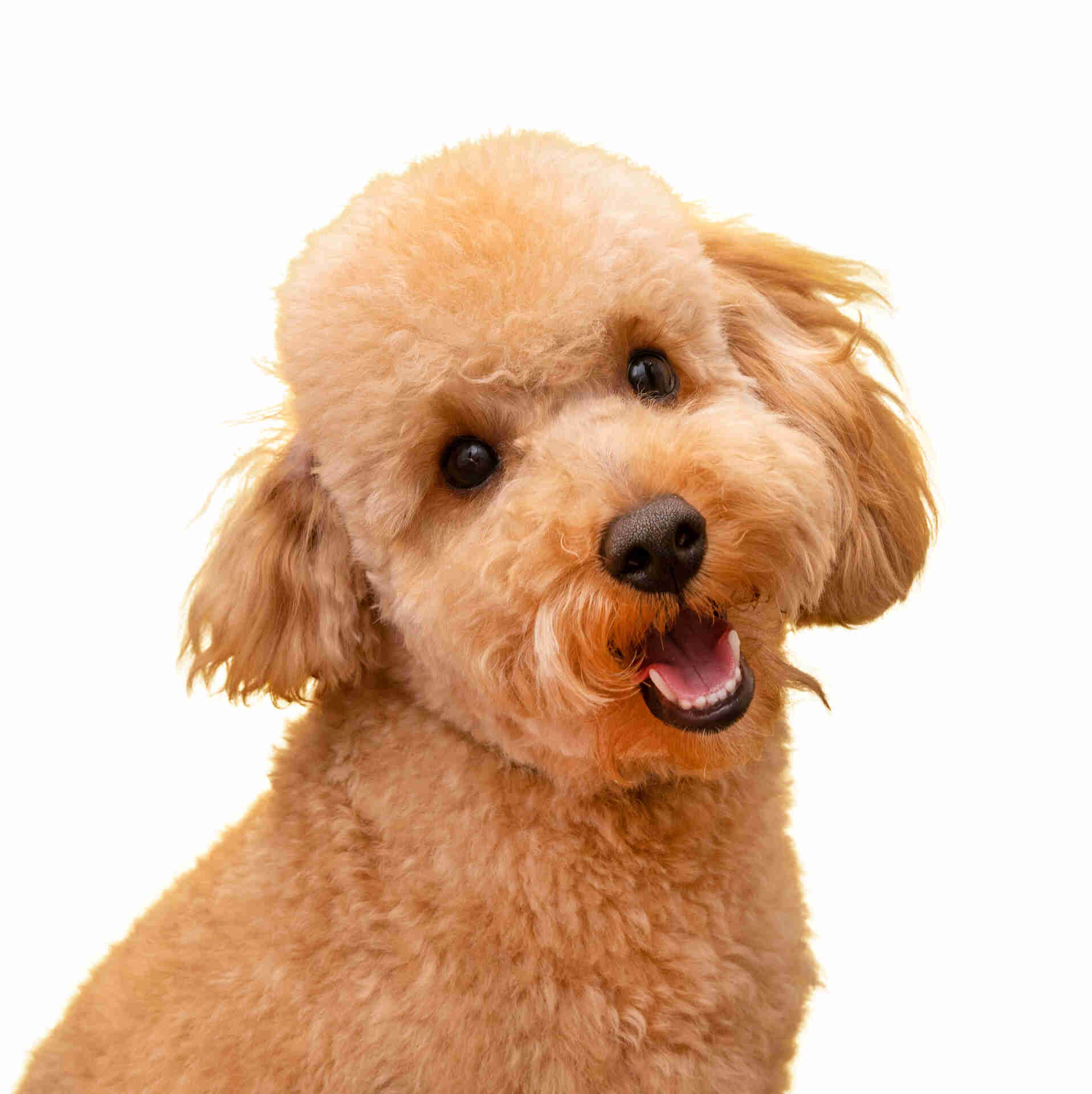 Golden Doodle Pet Placement Program