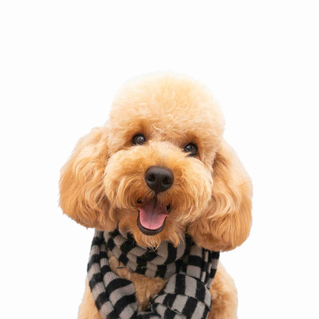 Golden Doodle Pet Placement Program