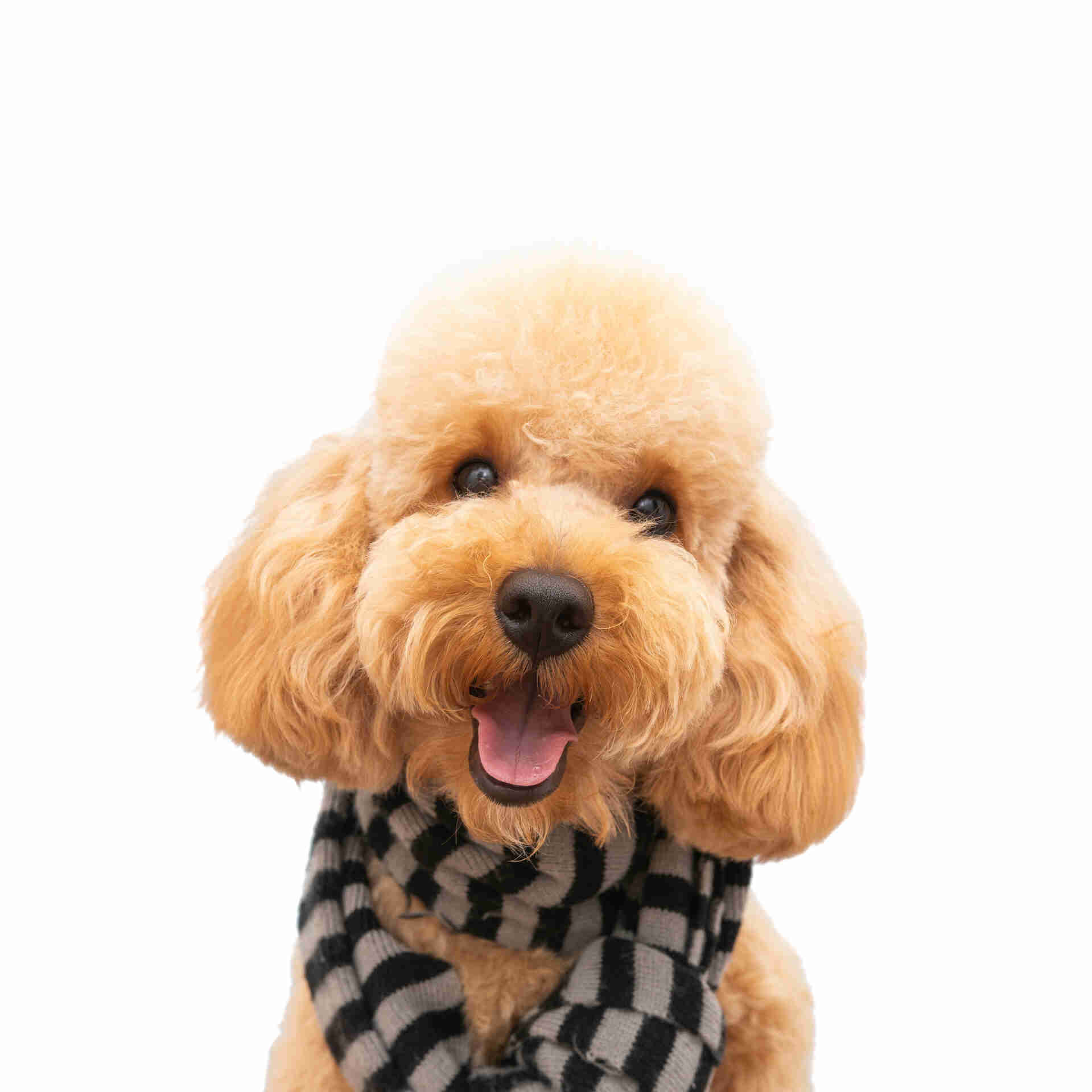 Golden Doodle Pet Placement Program