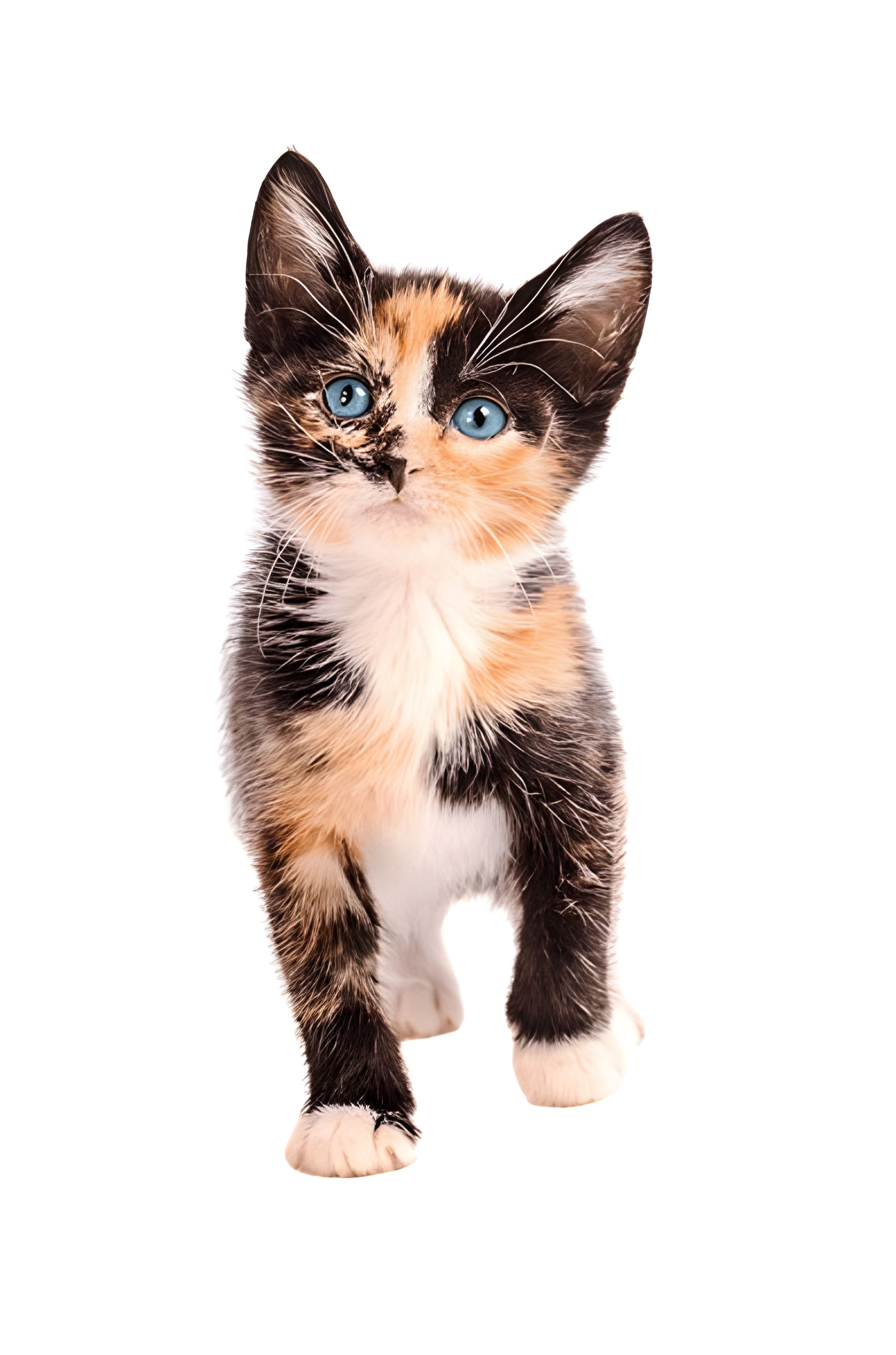 Calico Pet Placement Program