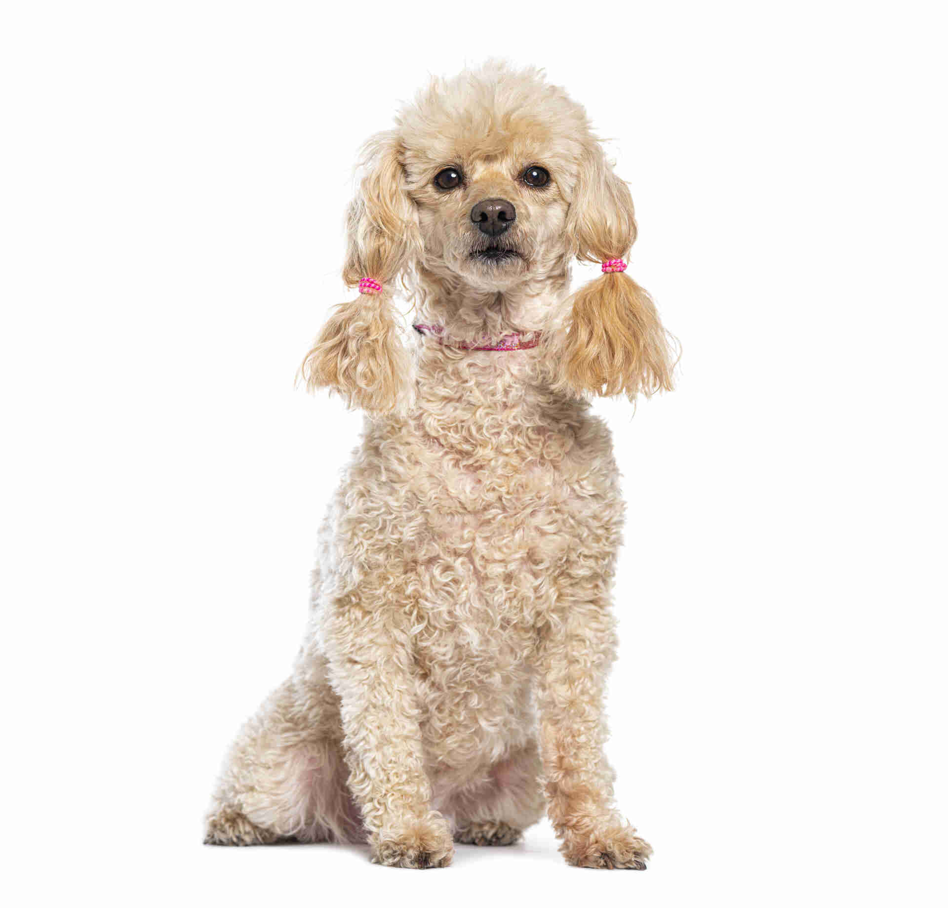 Poodle Pet Placement Program