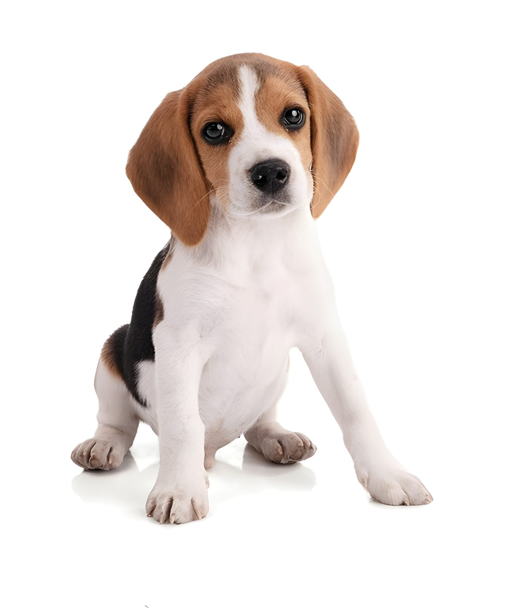 Beagle Pet Placement Program