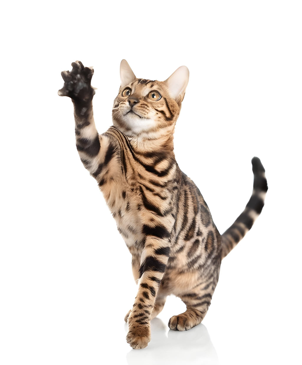 Bengal Cat Pet Placement Program