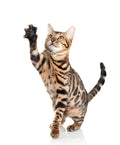 Bengal Cat Pet Placement Program