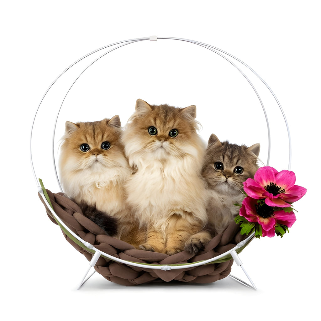 British Longhair Pet Placement Program