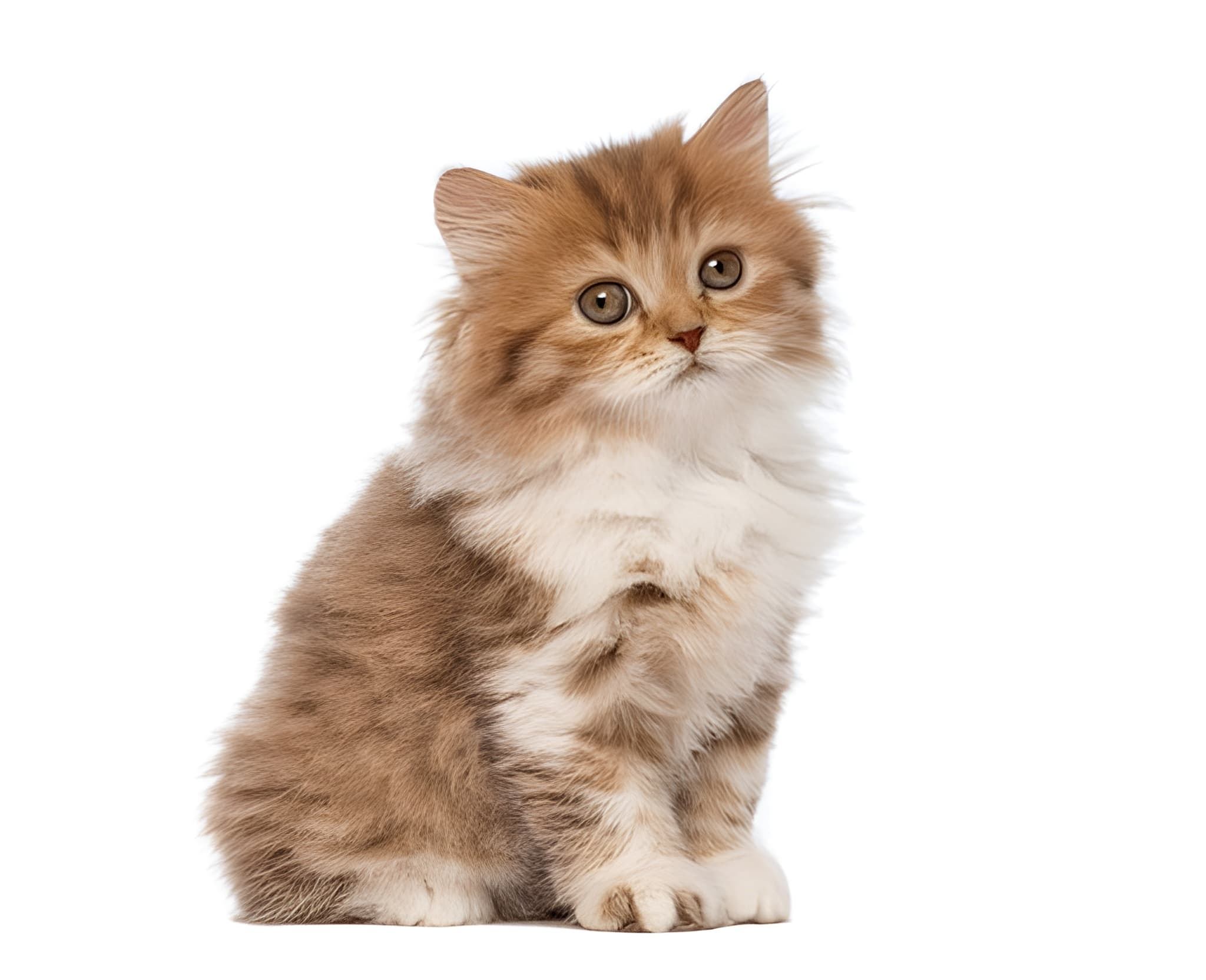 British Longhair Pet Placement Program