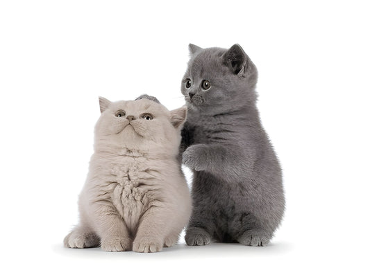 British Shorthair Pet Placement Program