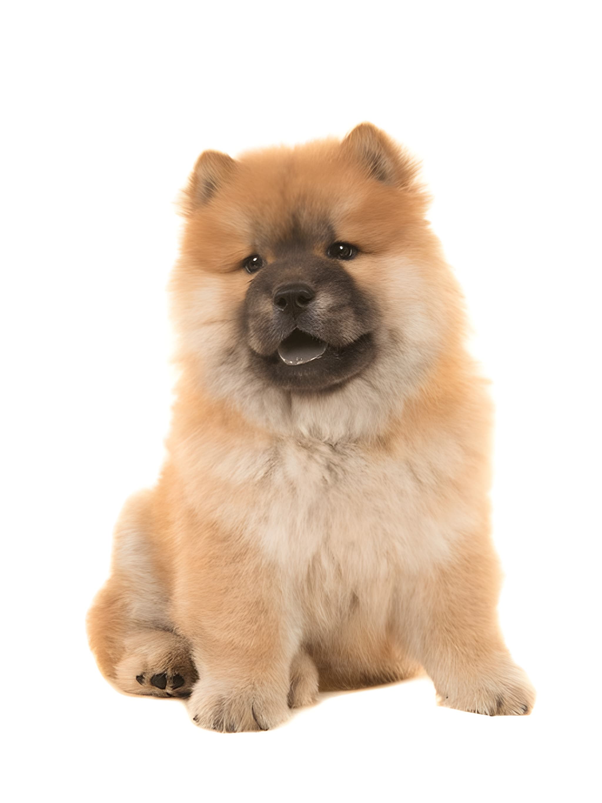 Chow Chow Pet Placement Program