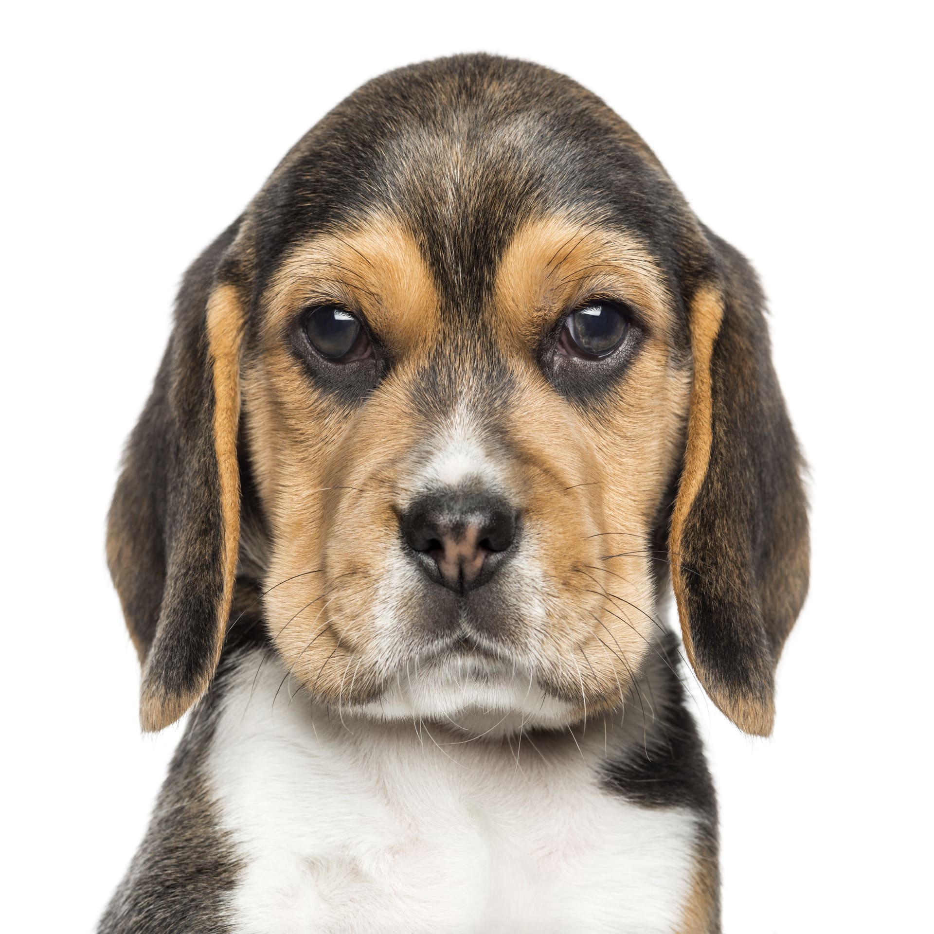 Beagle Pet Placement Program