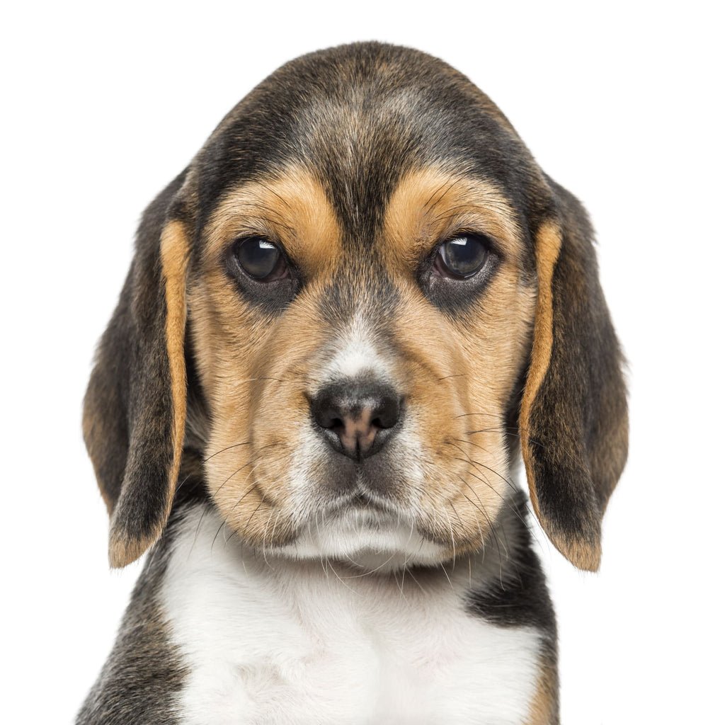 Beagle Pet Placement Program