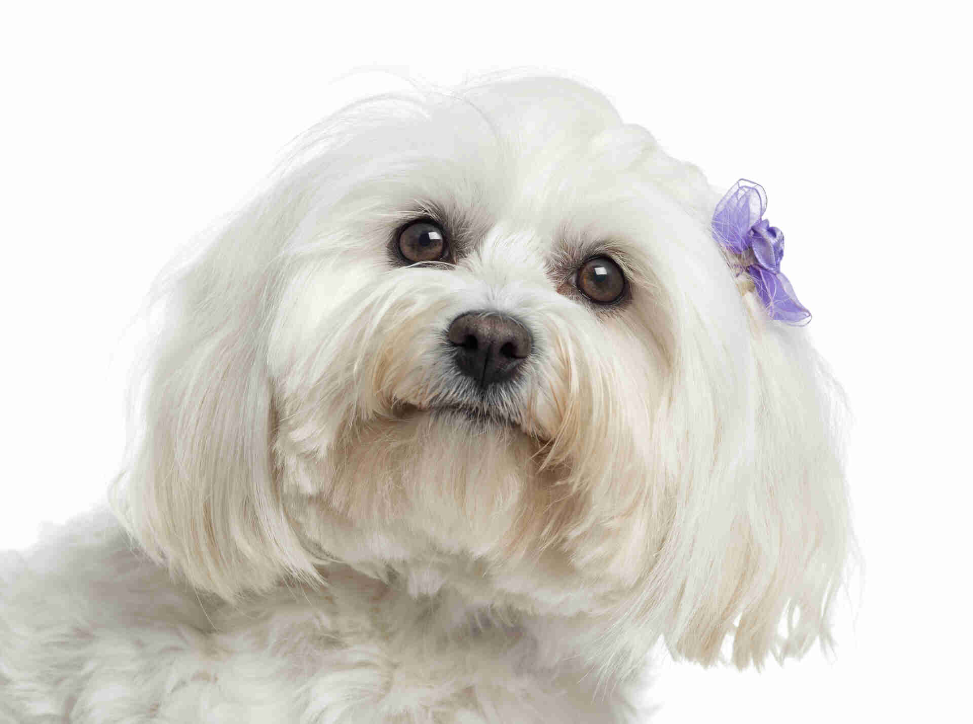 Maltese Pet Placement Program