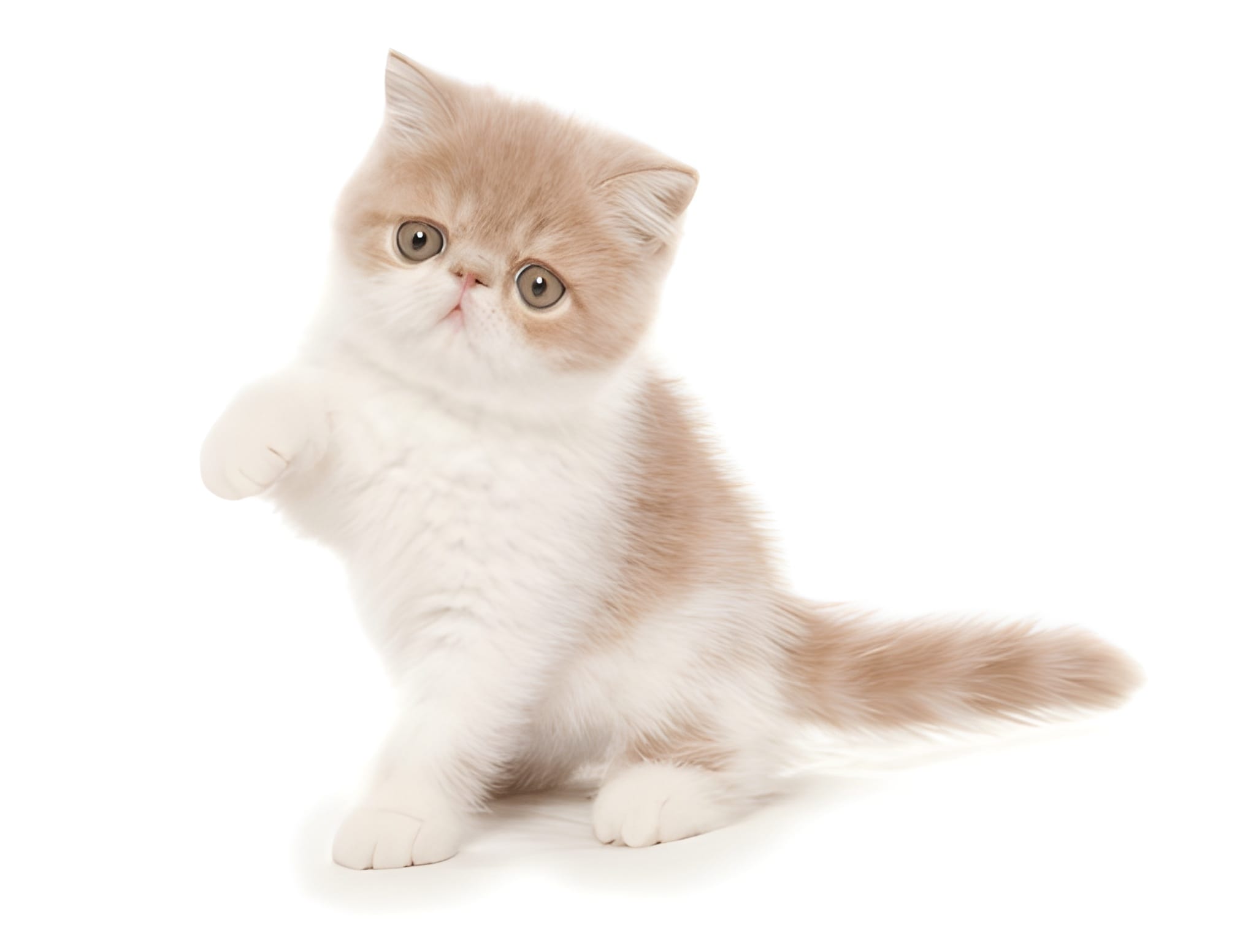Exotic Shorthair Pet Placement Program