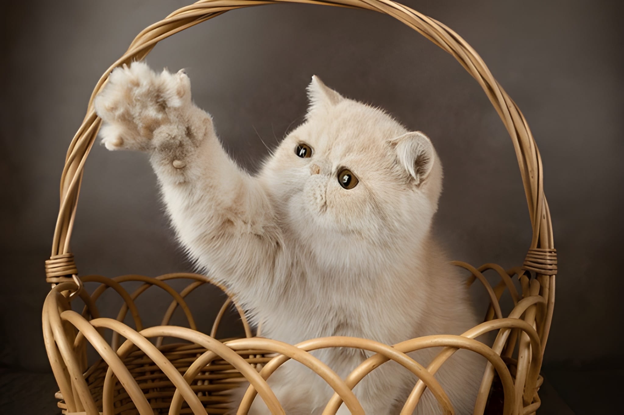 Exotic Shorthair Pet Placement Program