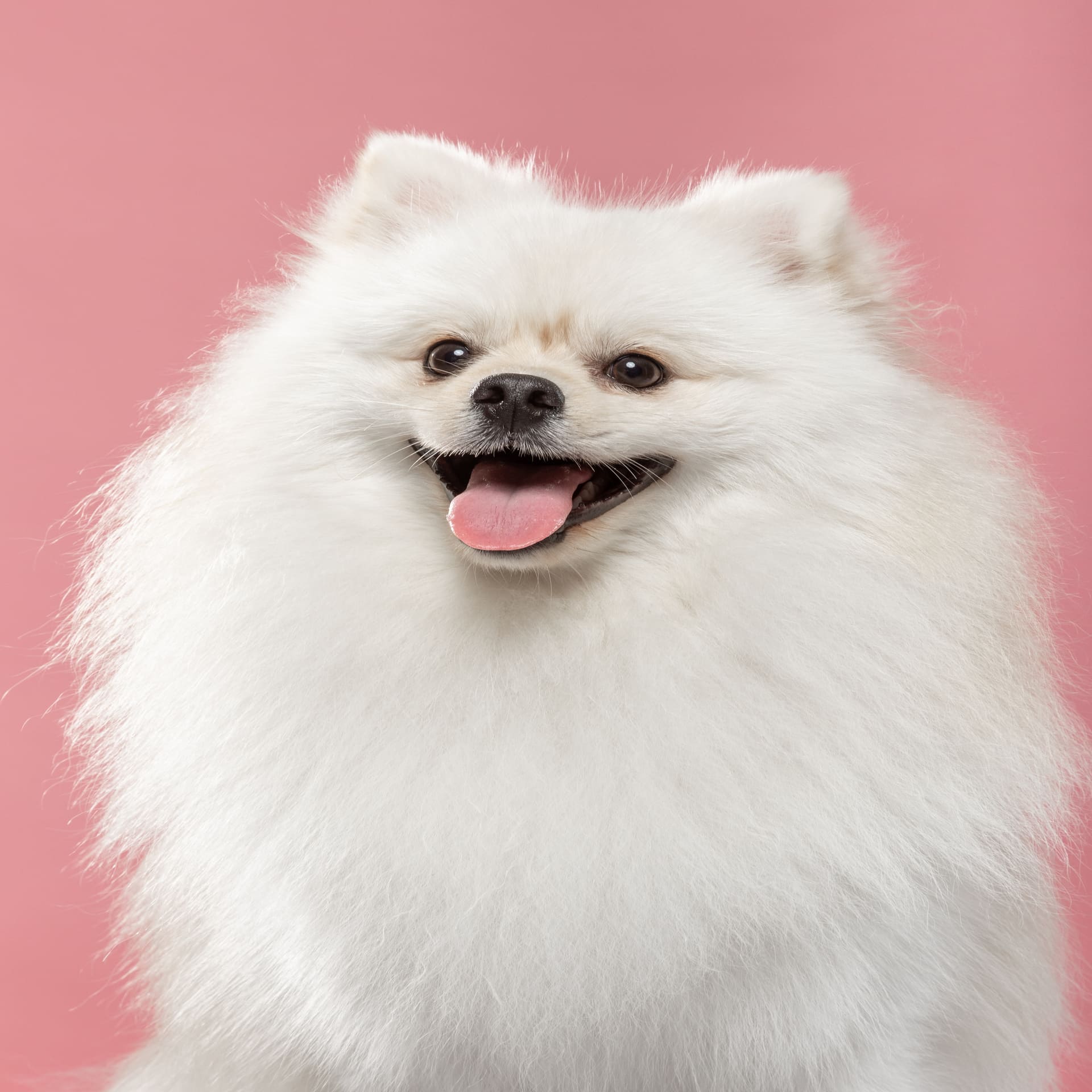 Pomeranian Pet Placement Program