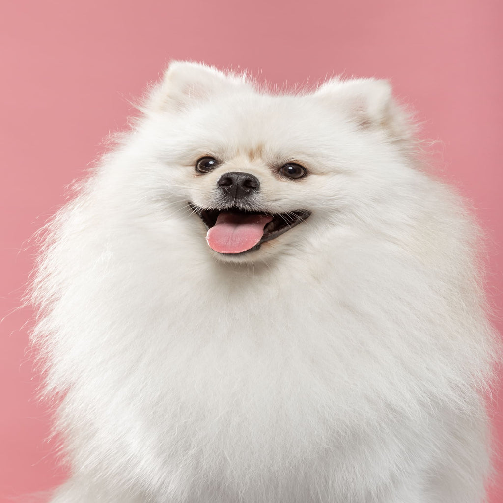Pomeranian Pet Placement Program