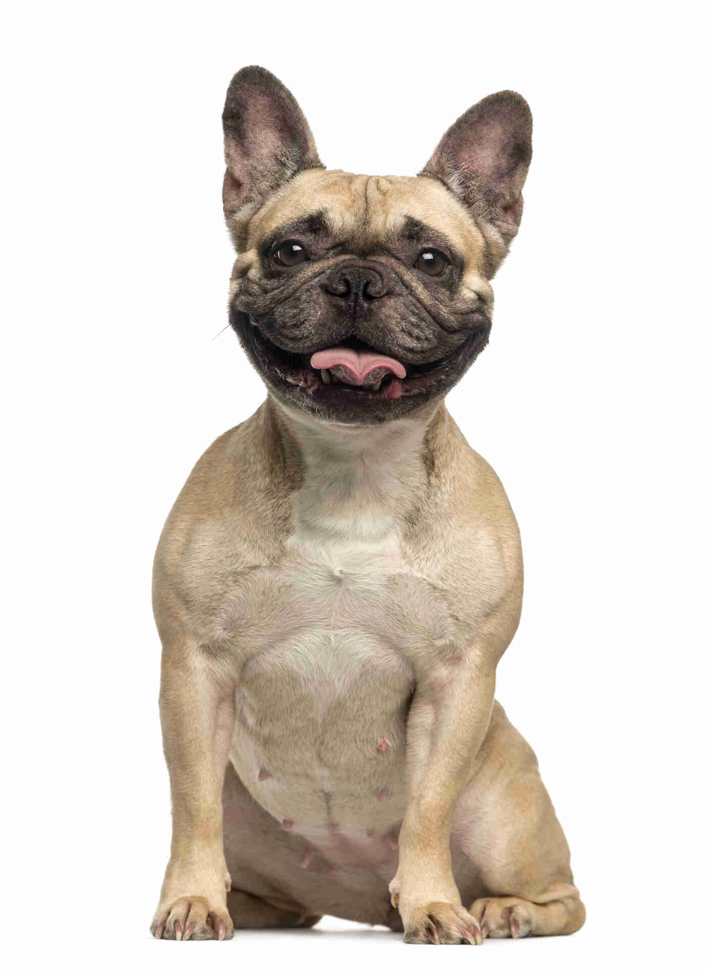 French Bulldog Pet Placement Program