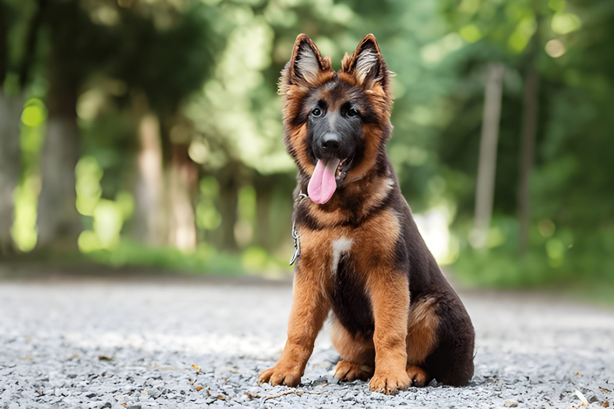 German Shepherd Pet Placement Program