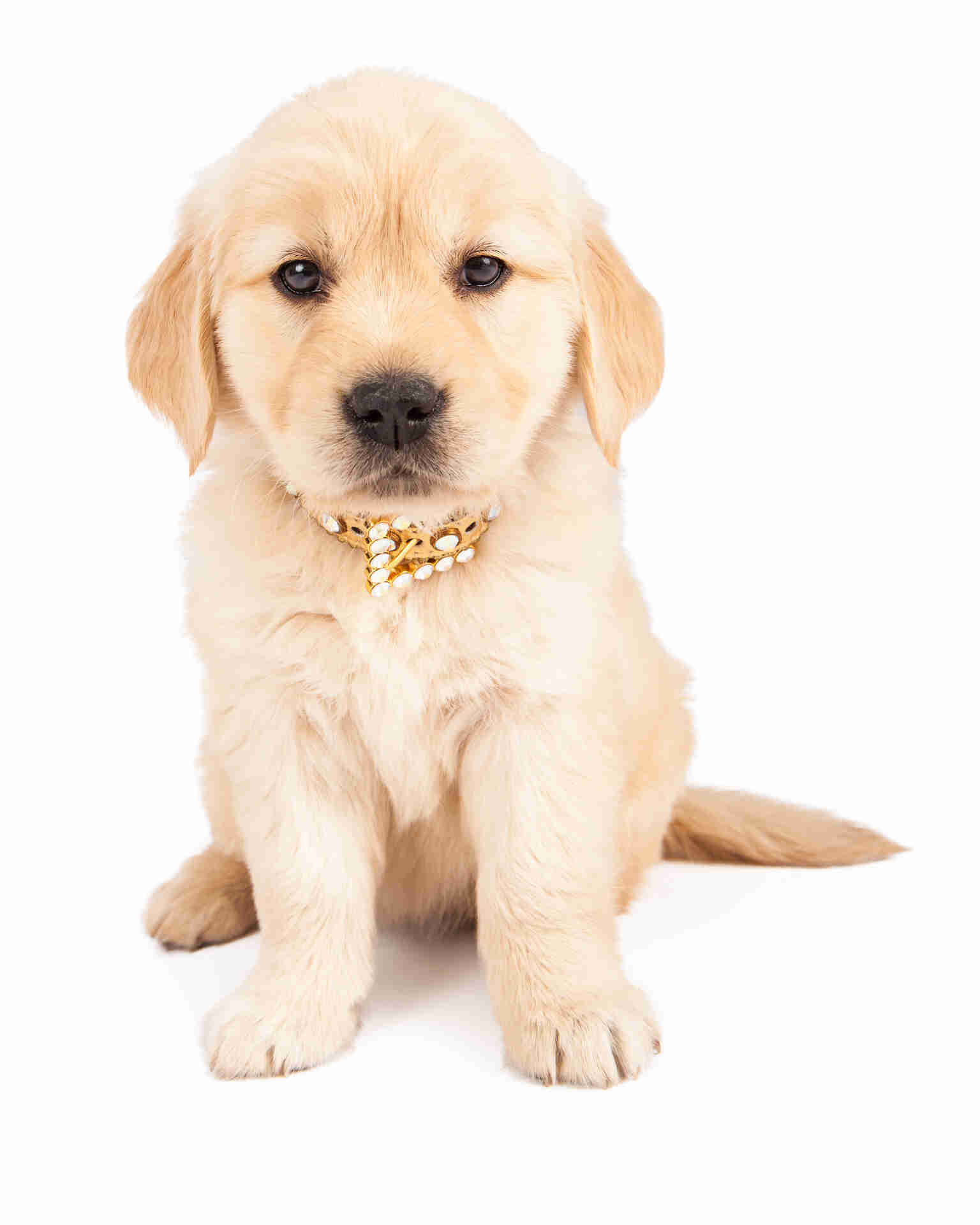 Golden Retriever Pet Placement Program