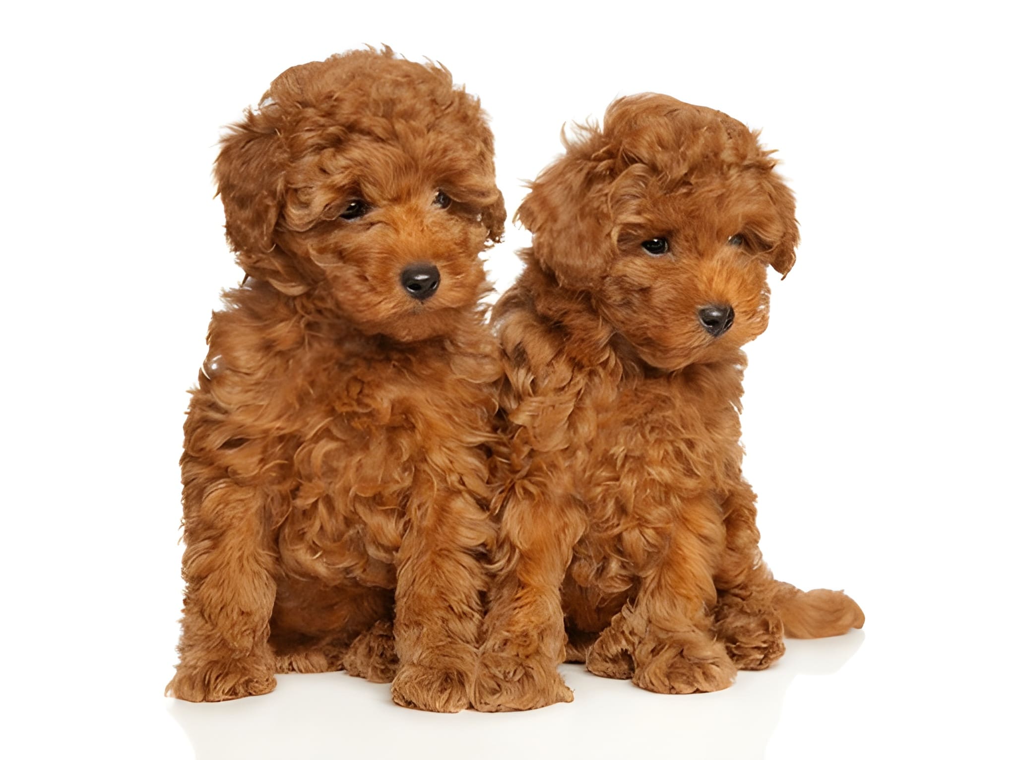 Golden Doodle Pet Placement Program