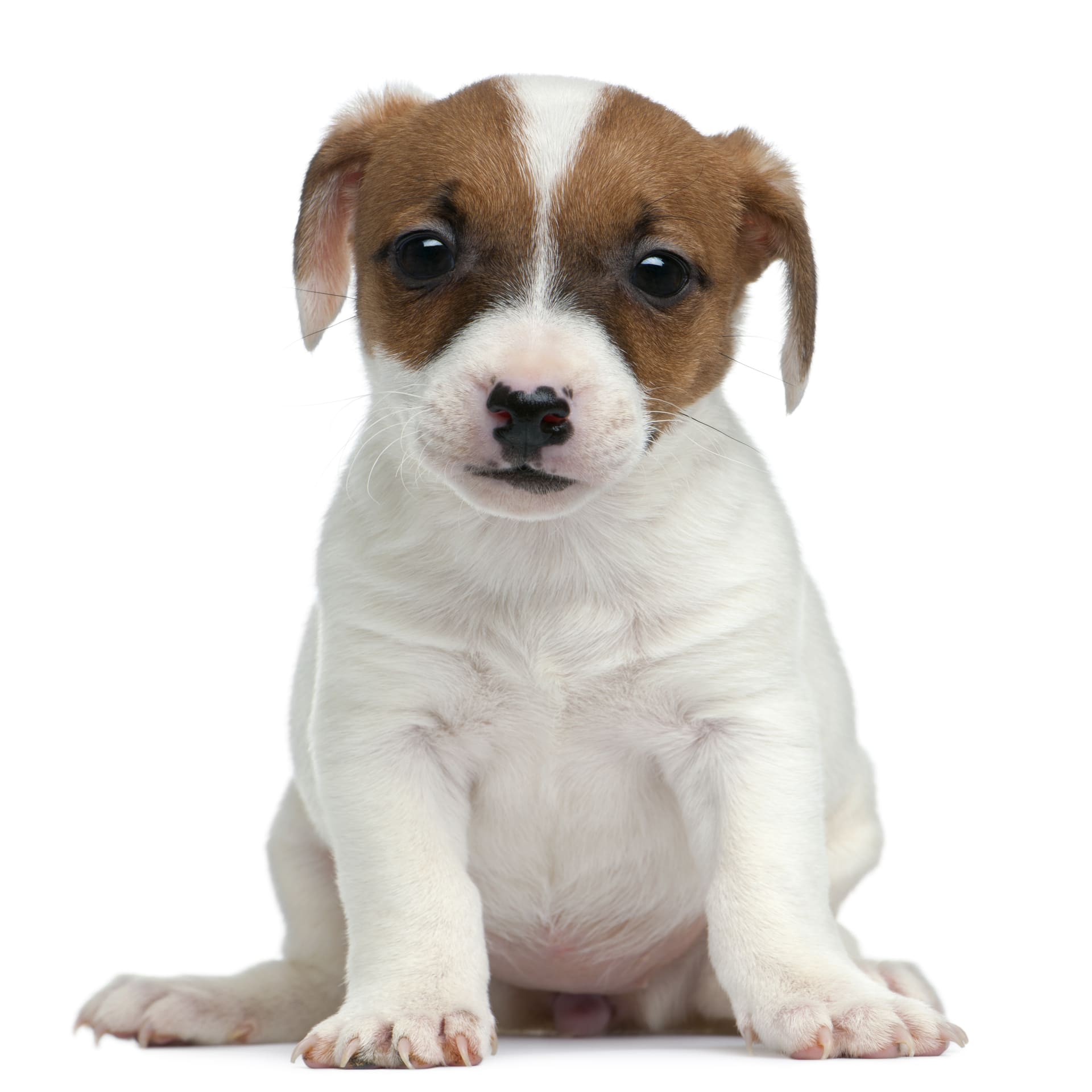 Jack Russell Terrier Pet Placement Program