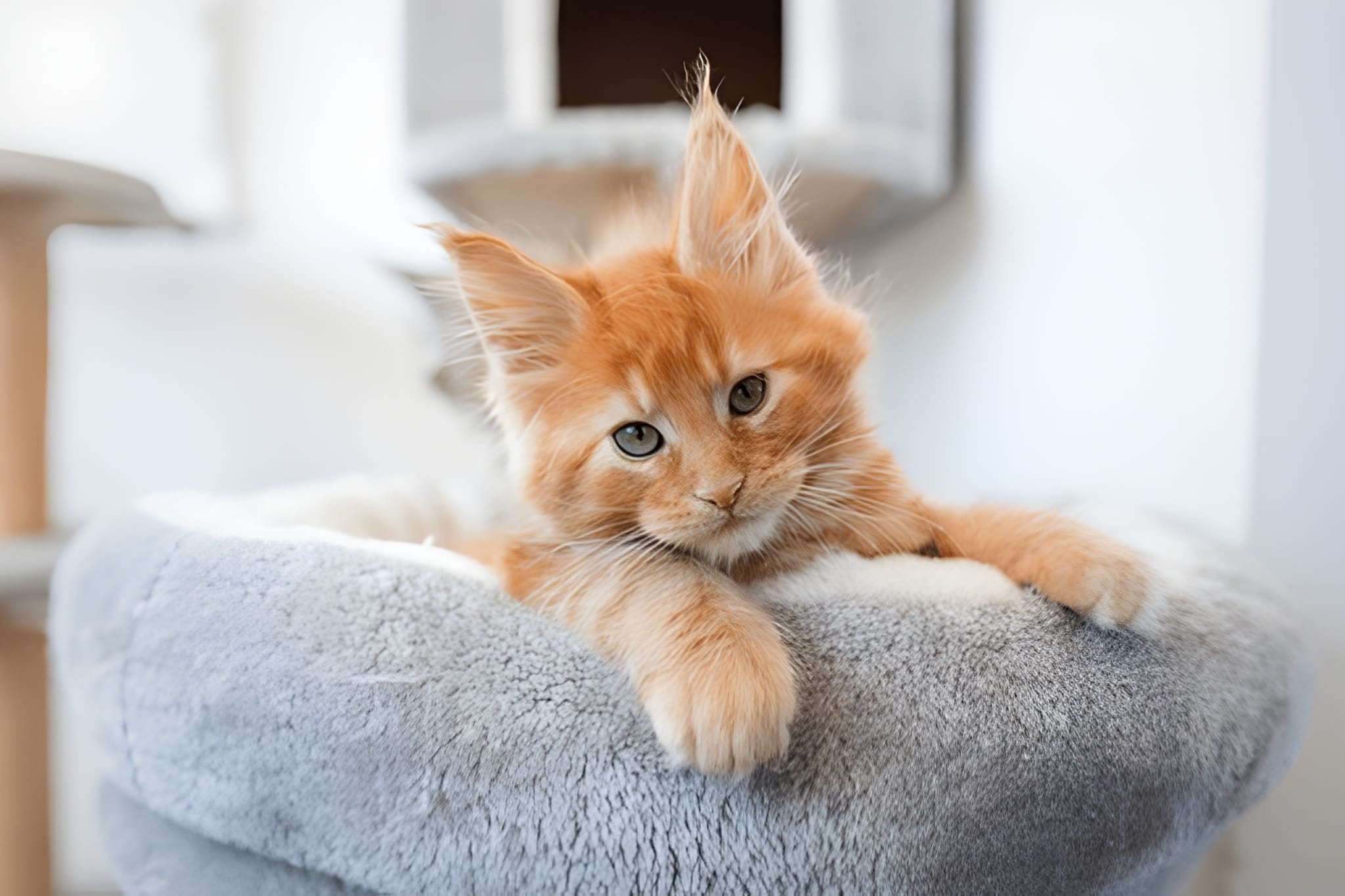 Maine Coon Pet Placement Program