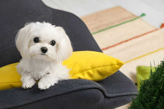 Maltese Pet Placement Program