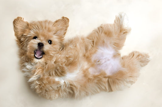 Maltipoo Pet Placement Program