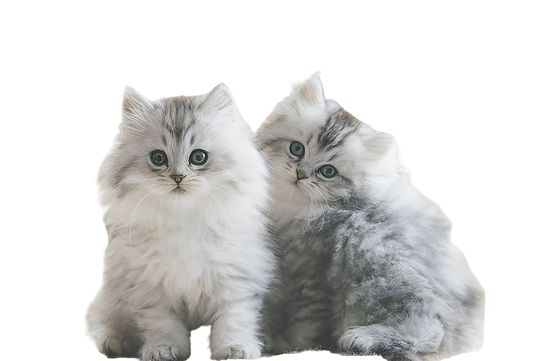Persian Cat Pet Placement Program