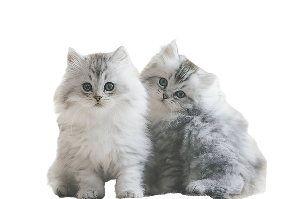 Persian Cat Pet Placement Program