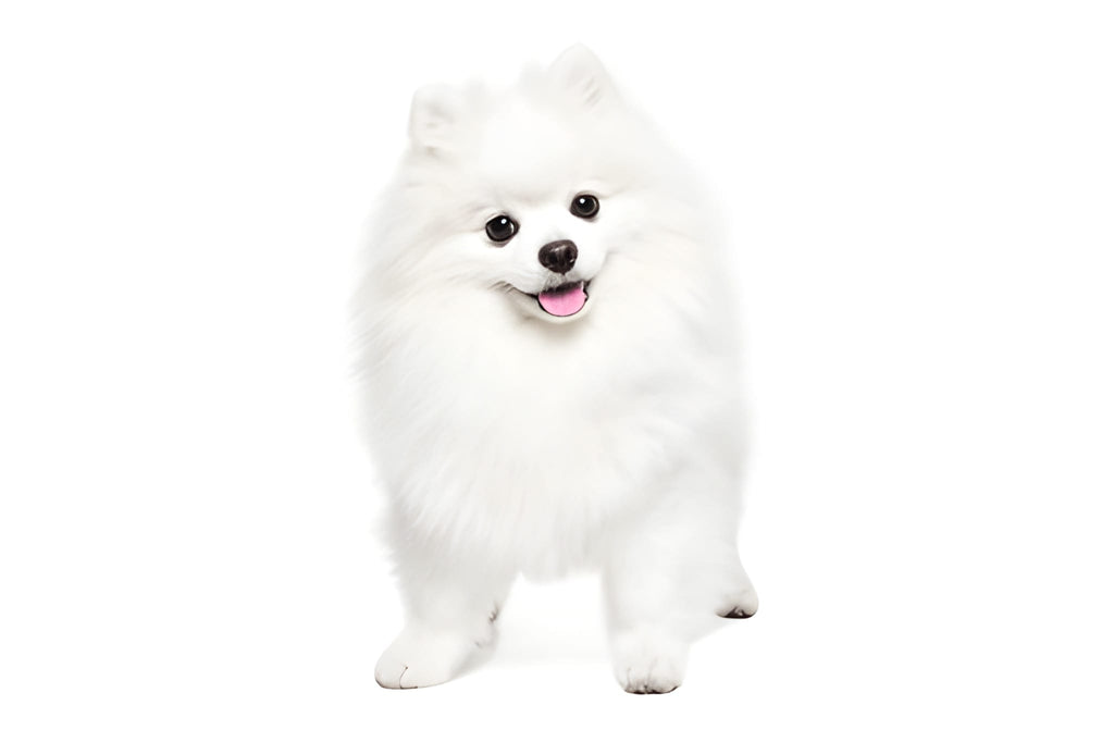 Pomeranian Pet Placement Program
