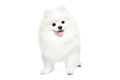 Pomeranian Pet Placement Program
