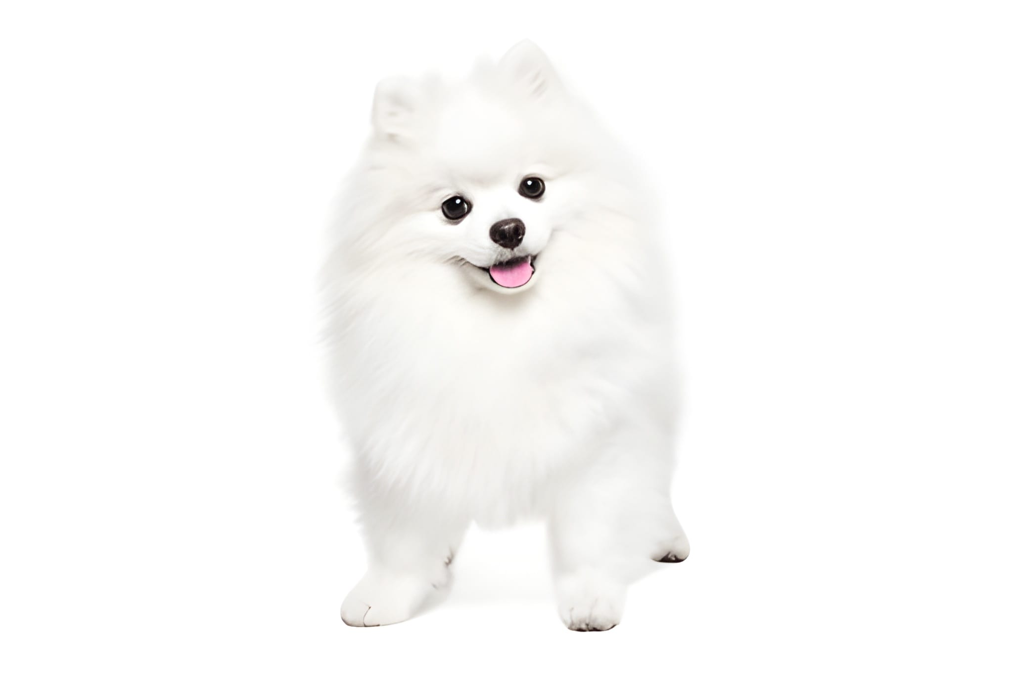 Pomeranian Pet Placement Program