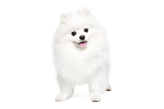 Pomeranian Pet Placement Program
