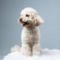 Poodle Pet Placement Program