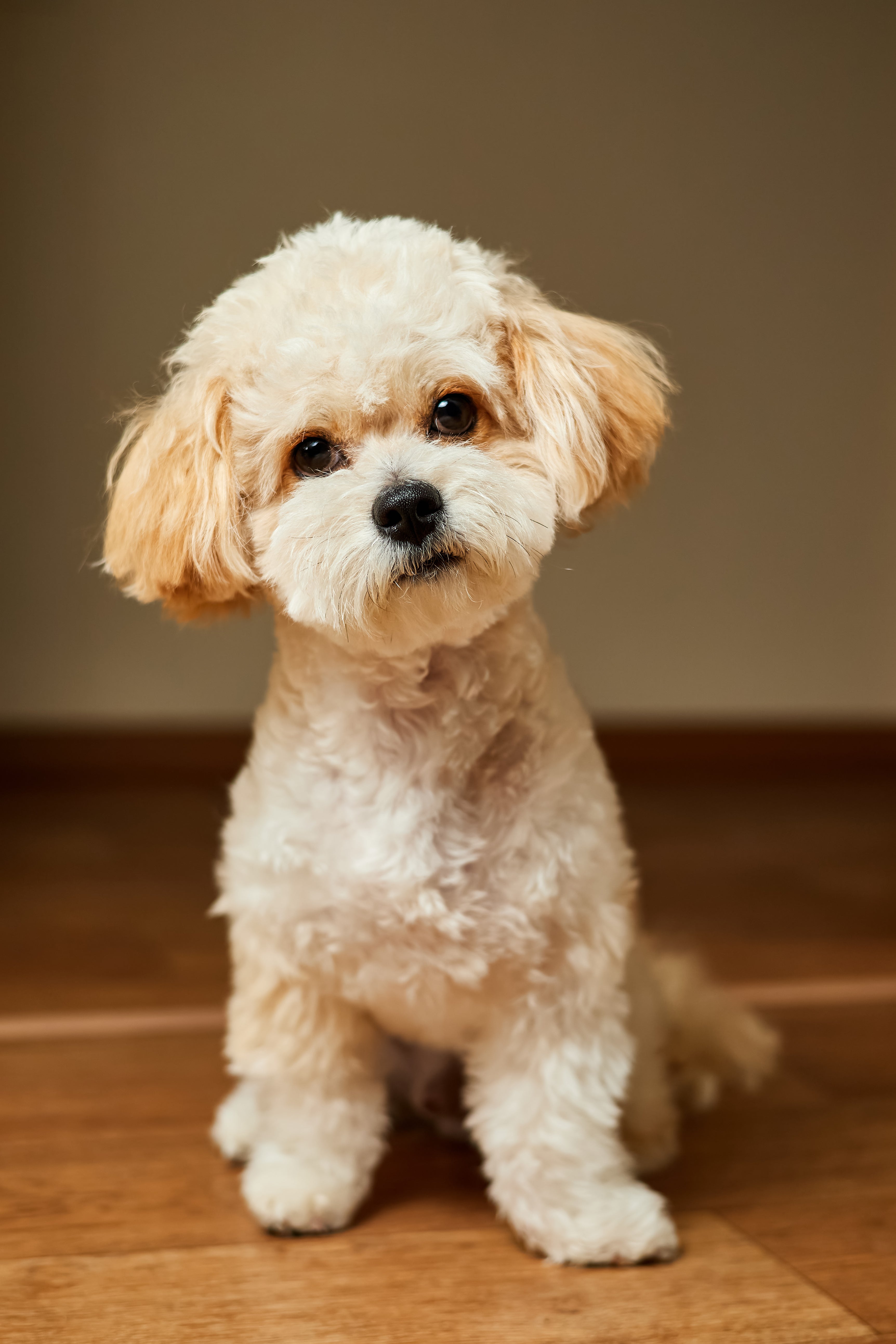 Maltipoo Pet Placement Program