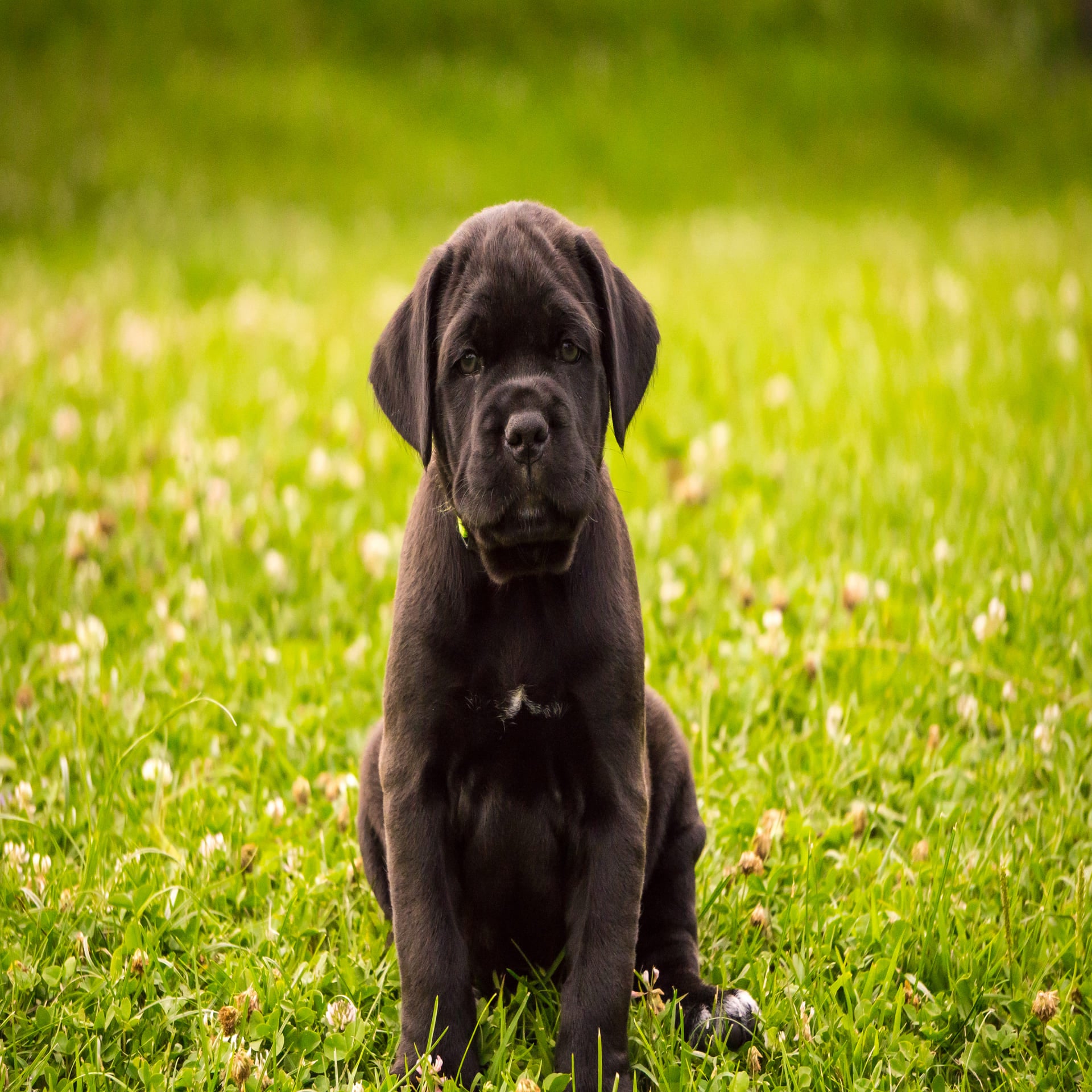 Labrador Retriever Pet Placement Program