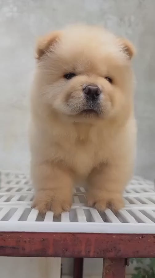 Chow Chow Pet Placement Program