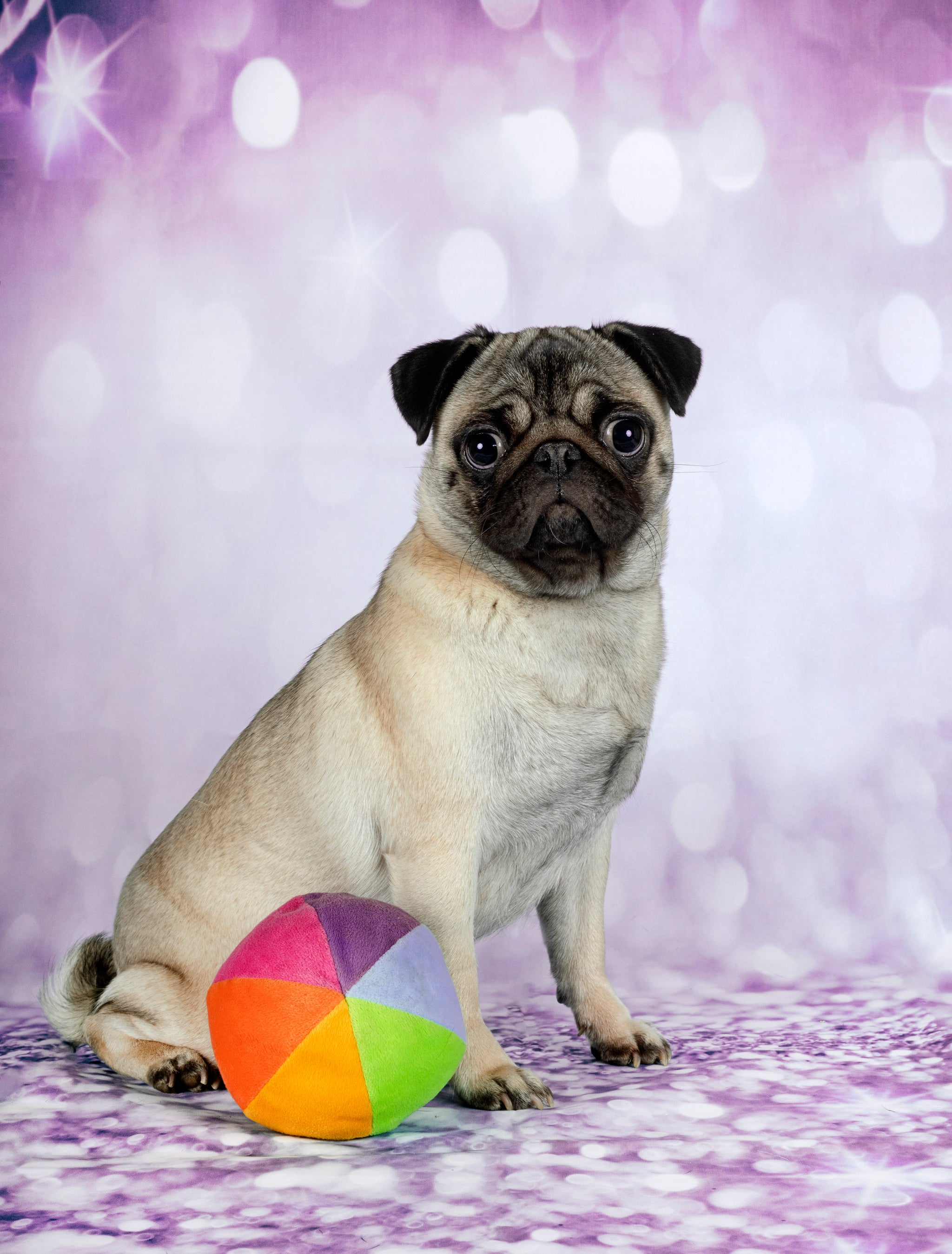 Pug sitting next to a colorful ball on a purple background