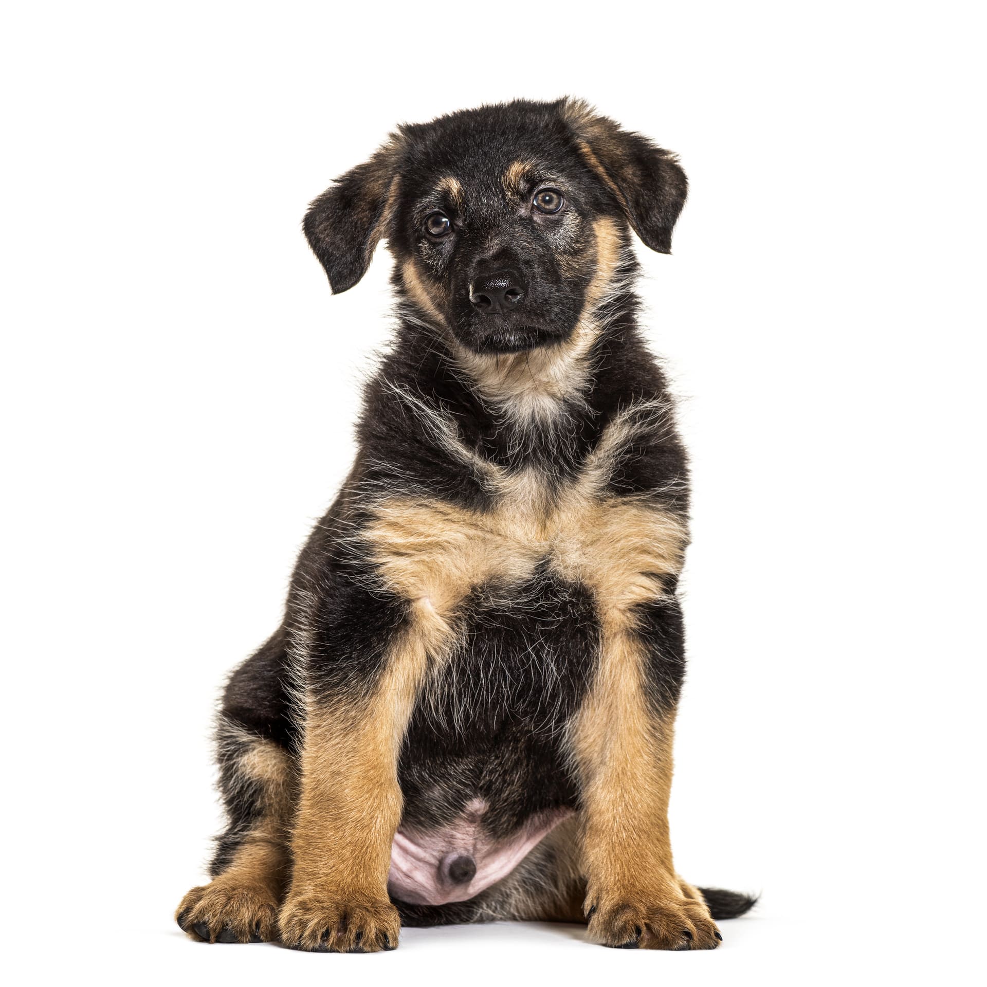 German Shepherd Pet Placement Program