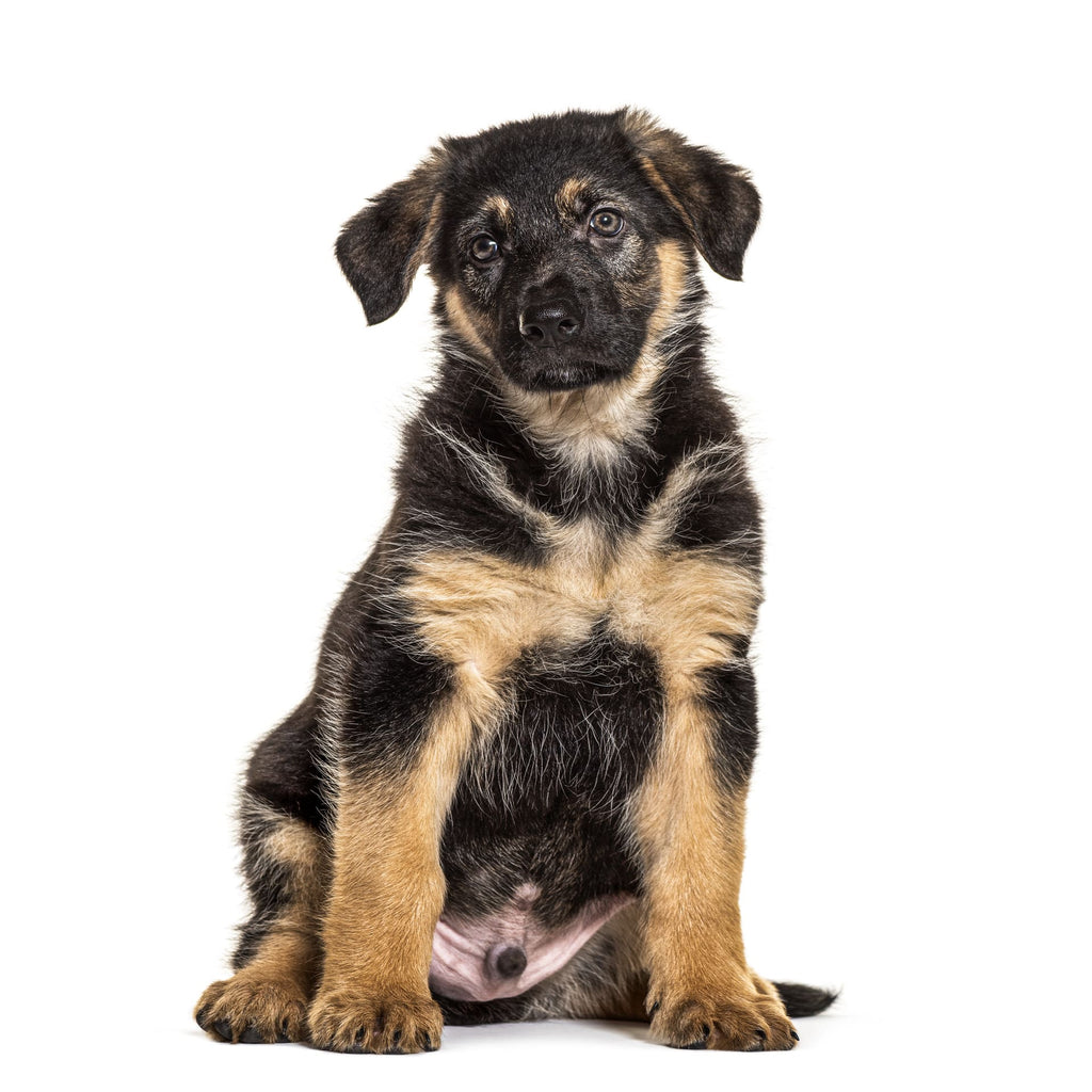 German Shepherd Pet Placement Program