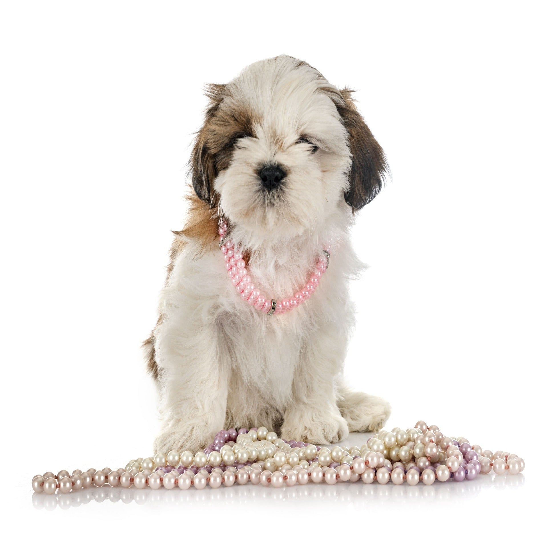 Shih Tzu Pet Placement Program