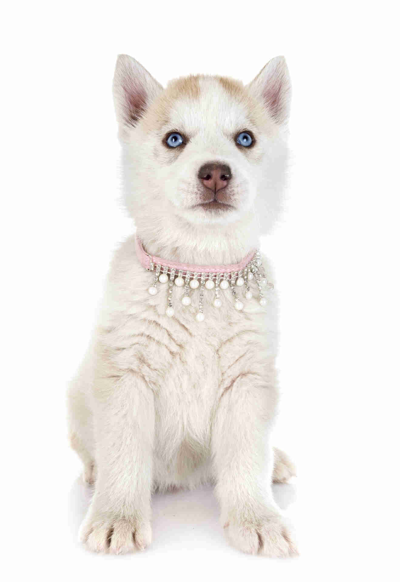 Siberian Husky Pet Placement Program