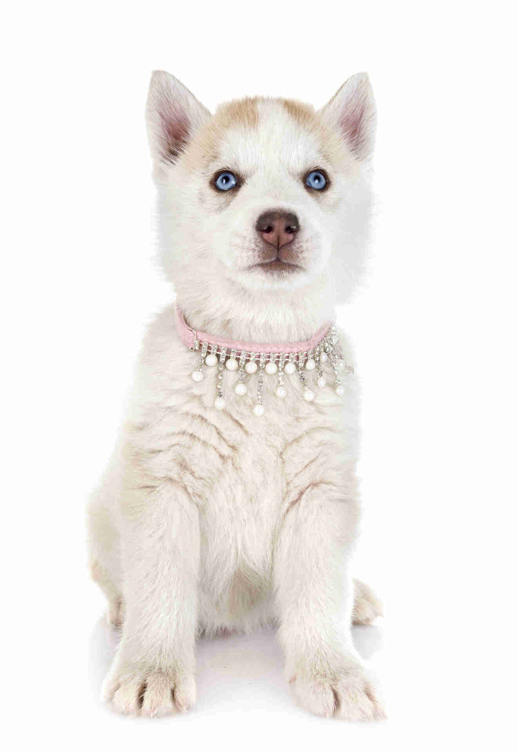 Siberian Husky Pet Placement Program