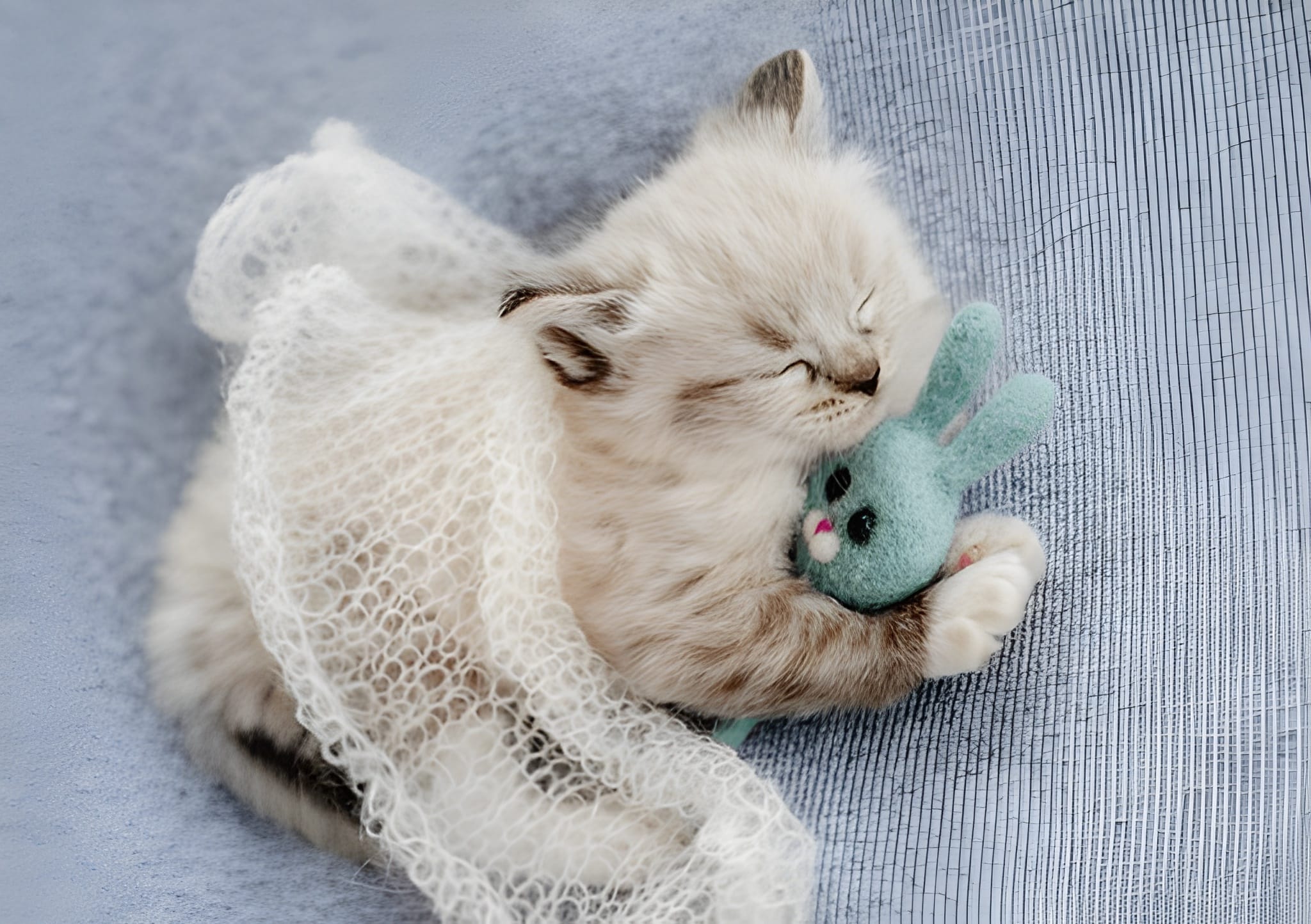 Ragdoll Pet Placement Program