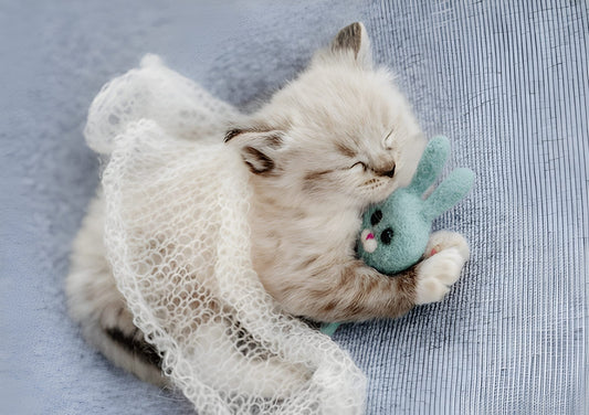 Ragdoll Pet Placement Program