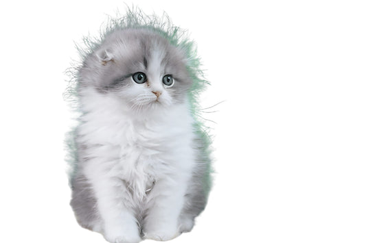 Scottish Fold Pet Placement Program