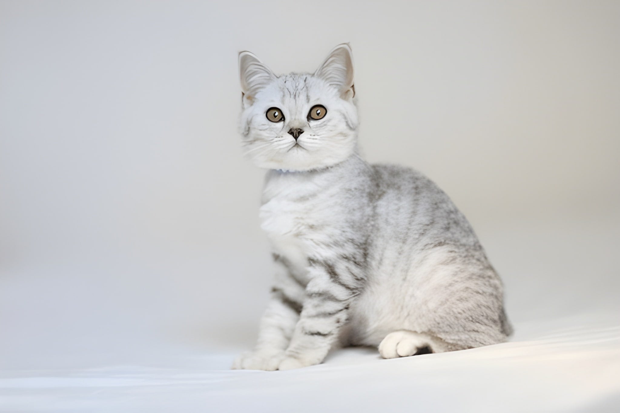 Scottish Fold Pet Placement Program